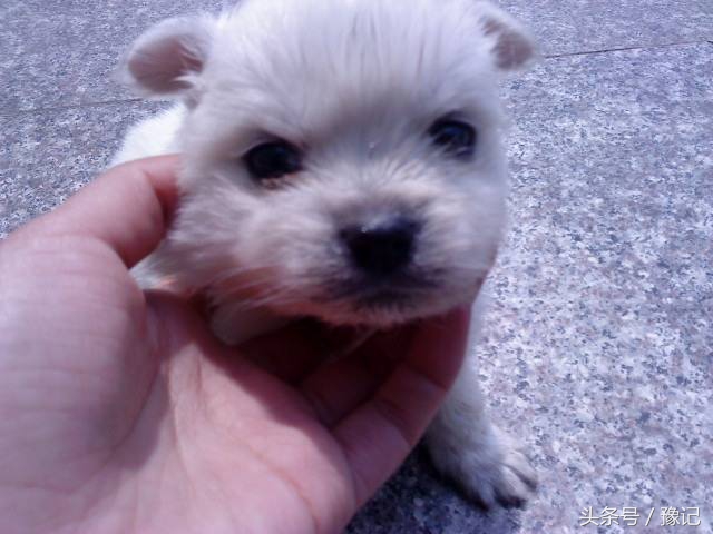 狗年将至，三只狗告诉我什么叫“知心的朋友，暖脚的老狗”