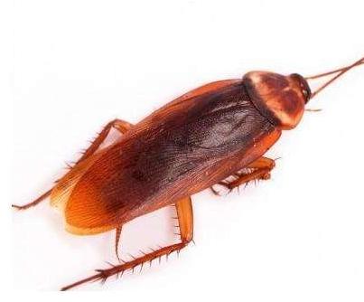 家里的蟑螂越来越多怎么消灭蟑螂,蟑螂最怕什么才能治蟑螂