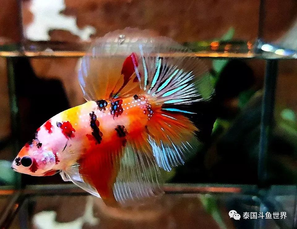 斗鱼拍卖最新消息,超极品泰国斗鱼拍卖