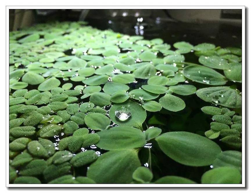 新手入坑的一点感悟,社区演讲精华篇