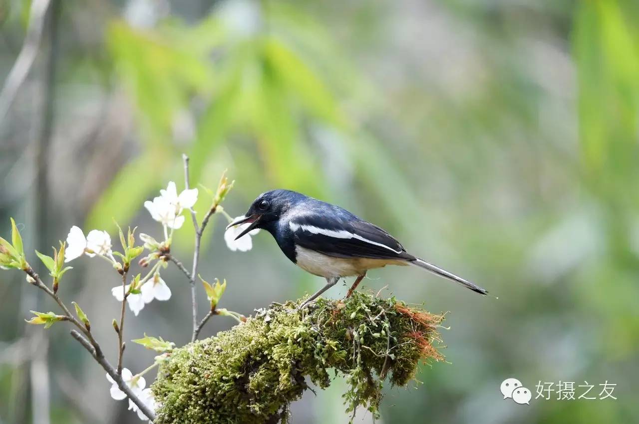 各路大鸟说：秀恩爱，那必须去春天的西湖啊！（拍鸟地图附上）