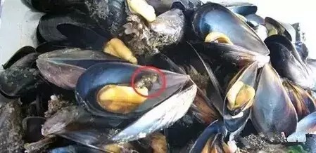 爱吃海鲜的人要注意什么,爱吃海鲜的人怎么避免痛风