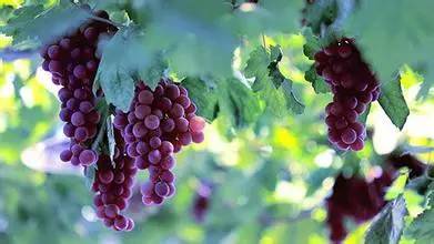 从a到z有氧,从a到z的成长