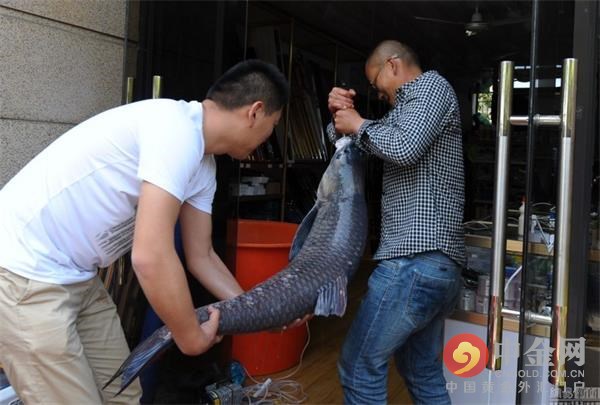 浙江男子为戒赌钓到螺蛳青关于螺蛳青的食用指导有哪些