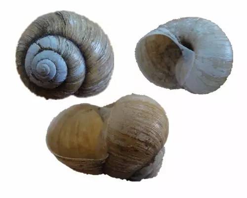 随手捉一只小蜗牛，你认识吗？在小区给孩子上一节博物课吧！