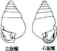 随手捉一只小蜗牛，你认识吗？在小区给孩子上一节博物课吧！