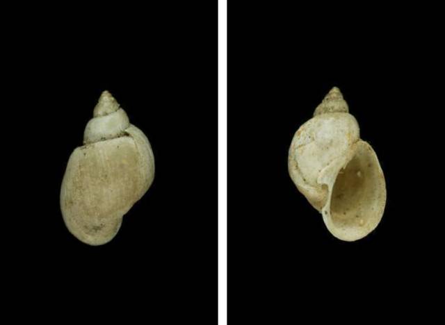 随手捉一只小蜗牛，你认识吗？在小区给孩子上一节博物课吧！