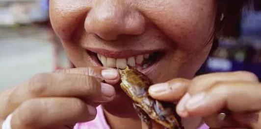 食虫植物怎么吃虫子,食虫植物是怎么吃掉虫子的