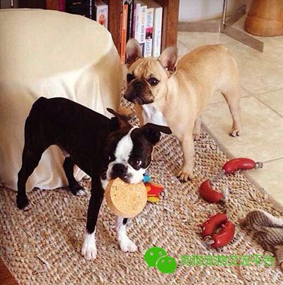 狗狗的肢体语言大揭秘,狗狗的肢体语言你了解吗