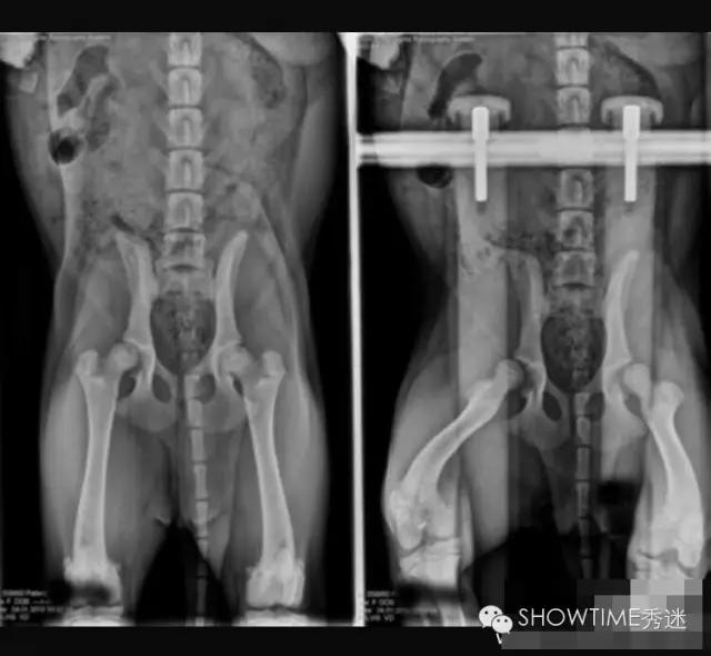 狗髋关节磨损的治疗方法,狗的髋关节你了解多少