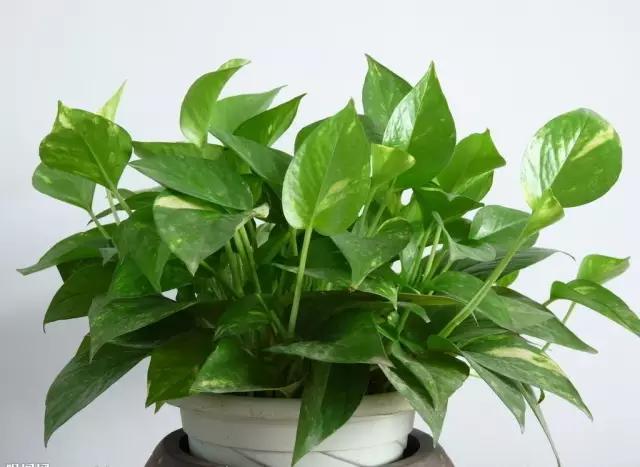 母亲节送什么盆栽植物合适,母亲节花卉盆栽推荐