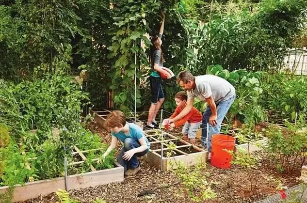 北美大叔玩起真实版开心农场，1平米菜园竟成国际潮流