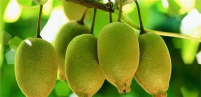 木瓜芒果凤梨猕猴桃,奇异果猕猴桃菠萝凤梨叫法