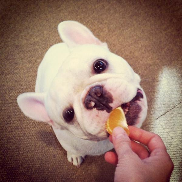 狗狗能吃桔子芦柑之类的水果吗,狗狗能吃什么水果排行榜