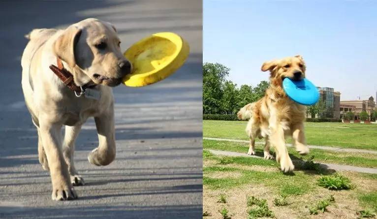 狗狗最喜欢玩的纸玩具,狗狗必买的10种玩具