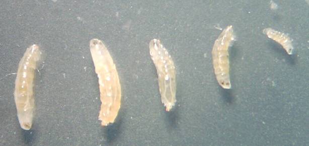 樱桃切开里面的小虫子,樱桃掰开里面有虫子