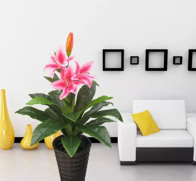 母亲节送什么盆栽植物合适,母亲节花卉盆栽推荐