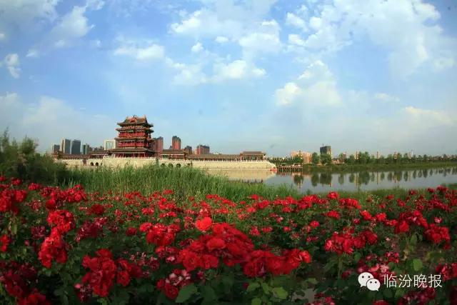 头条|我叫临汾，这是我的最新简历，请多关照！