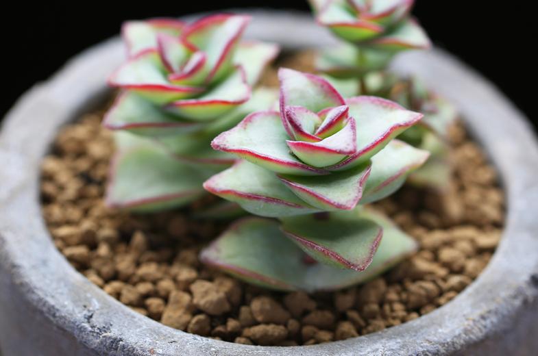 多肉植物刚种植掉叶怎么补救,多肉植物收到货后要怎么种植