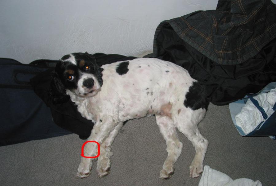 狗狗因为蜱虫崩溃你一定要知道的蜱虫的祛除方法