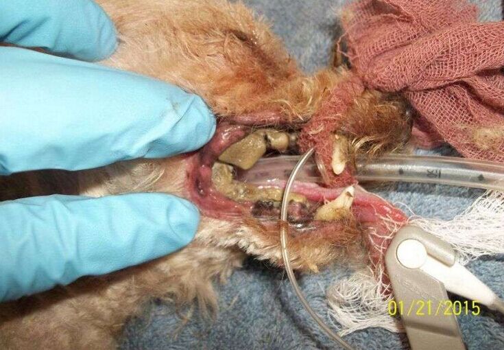 让死神等10年的流浪狗一直坚信有人会救它，最后上天给了它答案