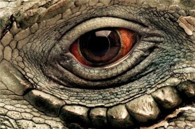 木瓜芒果凤梨猕猴桃,奇异果猕猴桃菠萝凤梨叫法