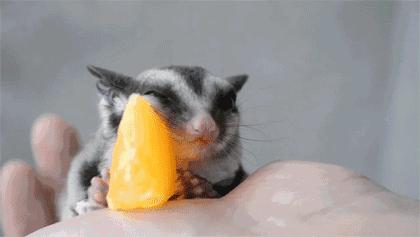 需要用大师球捕捉的宠物,用大师球养怪兽