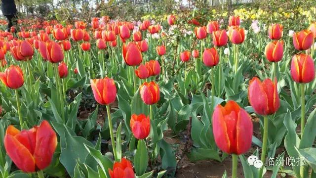 头条|我叫临汾，这是我的最新简历，请多关照！