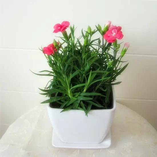 母亲节送什么盆栽植物合适,母亲节花卉盆栽推荐