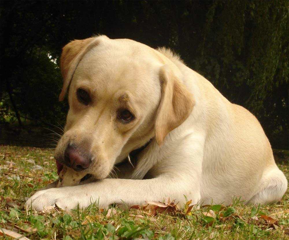 你知道狗狗身上为什么会有异味吗？怎么帮它去除异味呢？