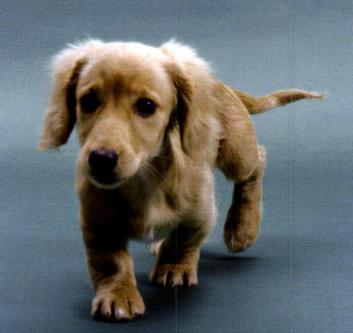 狗狗到新主人家不开心怎么办,春天来了狗狗开始烦躁了