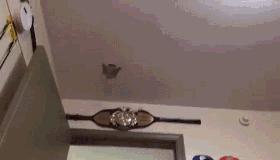 需要用大师球捕捉的宠物,用大师球养怪兽