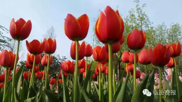 头条|我叫临汾，这是我的最新简历，请多关照！