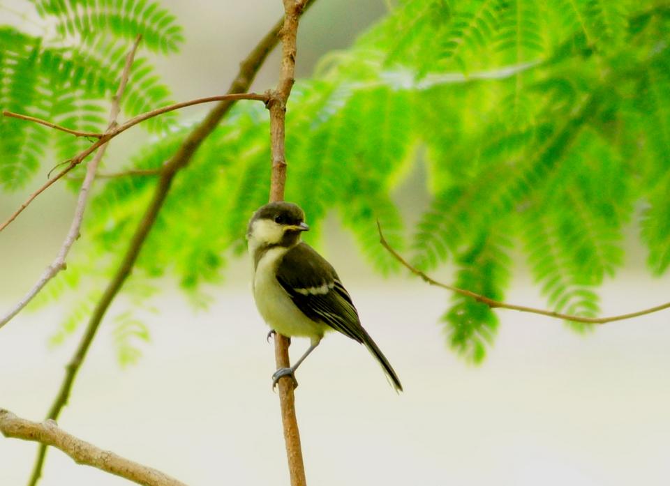 静谧书屋,静谧书舍