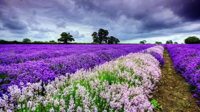 身份证450开头为什么全球免签,身份证丢了急用出国旅游怎么办