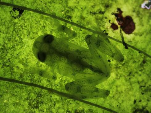 不合理蛙的卵长什么样,不合理蛙的图片