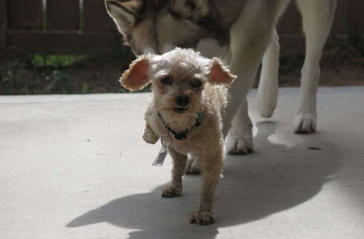 让死神等10年的流浪狗一直坚信有人会救它，最后上天给了它答案
