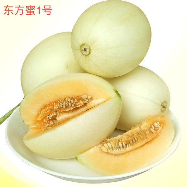 甜瓜产量前景,鼎牌玉奶香2号甜瓜品种详细介绍