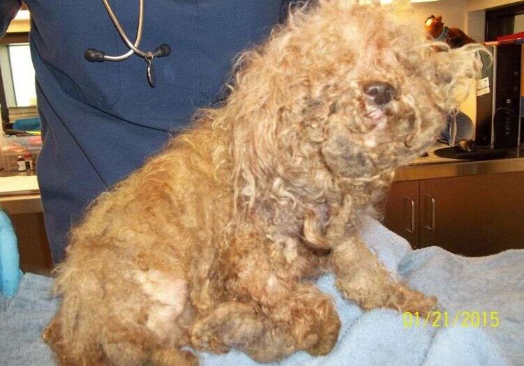 让死神等10年的流浪狗一直坚信有人会救它，最后上天给了它答案