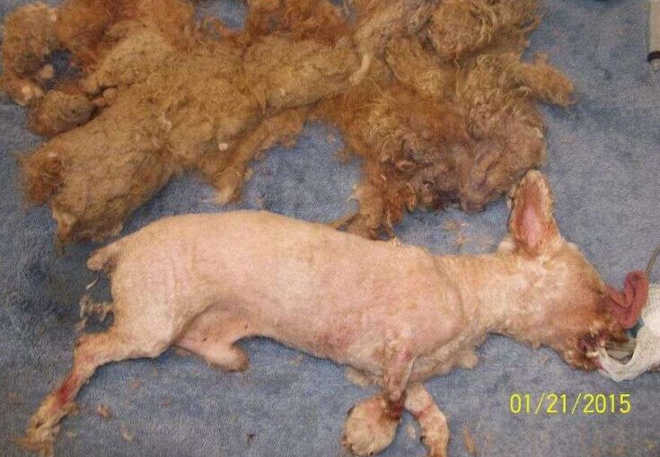 让死神等10年的流浪狗一直坚信有人会救它，最后上天给了它答案