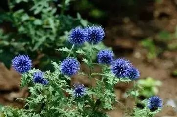 南疆特有的野生动植物,中国荒漠植物图鉴盘点