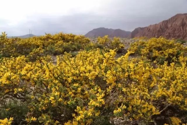 南疆特有的野生动植物,中国荒漠植物图鉴盘点