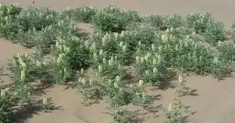 南疆特有的野生动植物,中国荒漠植物图鉴盘点