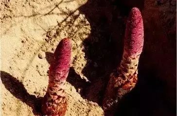 南疆特有的野生动植物,中国荒漠植物图鉴盘点