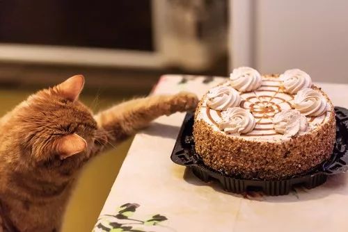 猫咪为什么吃不出甜味,猫咪尝不出苦还是甜