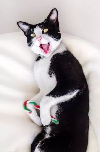 猫咪为什么吃不出甜味,猫咪尝不出苦还是甜