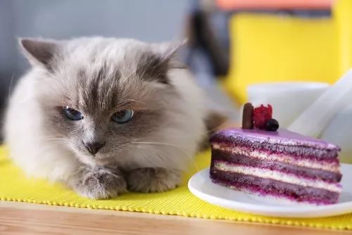 猫咪为什么吃不出甜味,猫咪尝不出苦还是甜