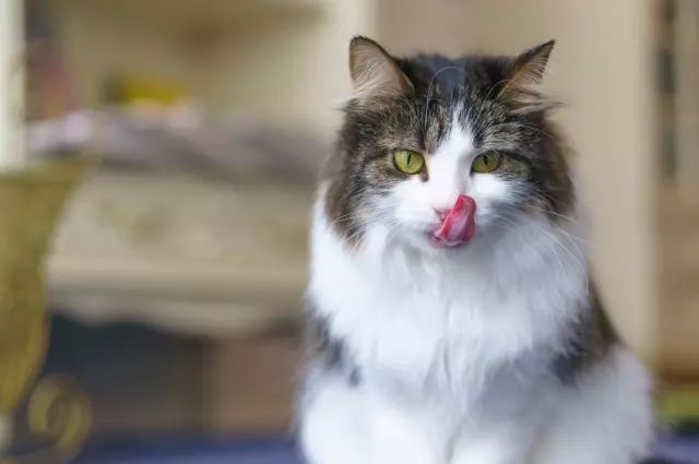 猫咪为什么吃不出甜味,猫咪尝不出苦还是甜
