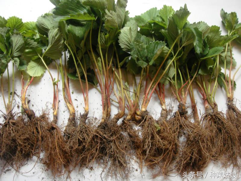 草莓种植小妙招,草莓的种植方法和优缺点