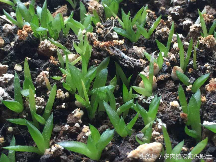 多肉植物用哪种土壤好,多肉植物什么土壤比较好